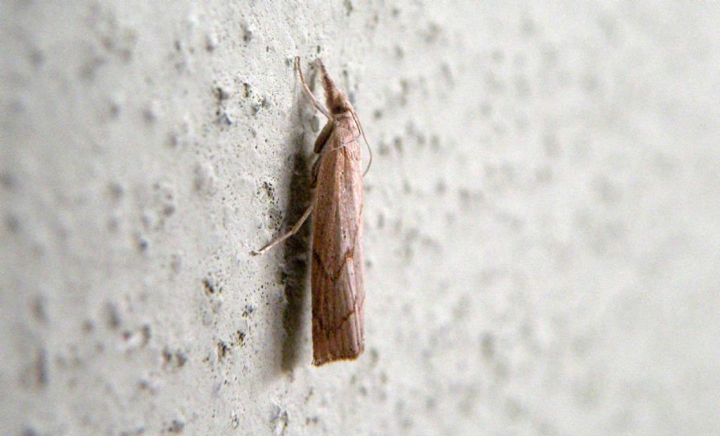 Agriphila geniculea?   No, Pediasia contaminella (Crambidae)